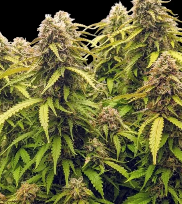 GG4 Auto