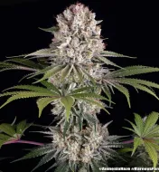 Amnesia Haze