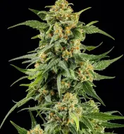 Skunk 1