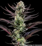 Thin Mint Frosting F1