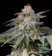 Lemon Tree Fast