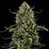MAC Dawg XXL Auto
