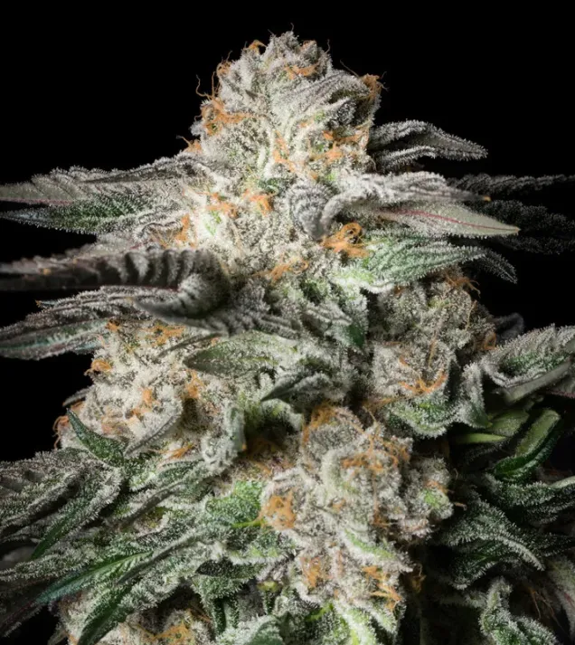 Mint Candy