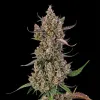 Rainbow Breath Auto