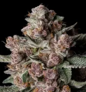 Tropical Jam