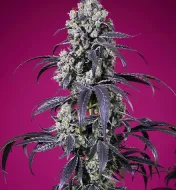 Tropicanna Cherry XL Auto