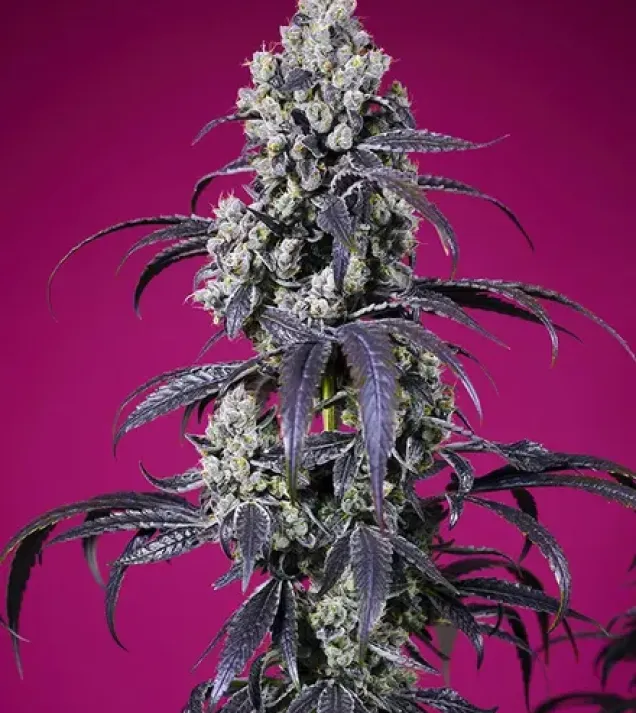 Tropicanna Cherry XL Auto