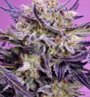 Pink Guava F1 Fast Version