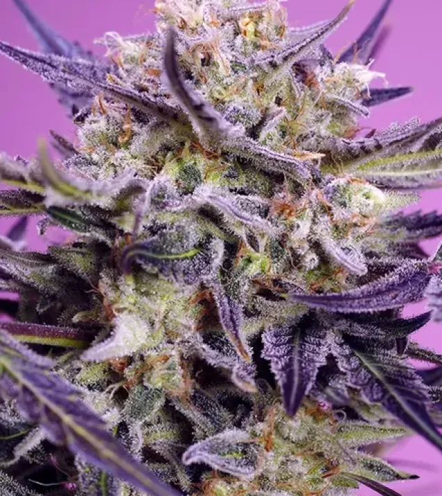 Pink Guava F1 Fast Version