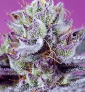 Diablo's Delight XL Auto