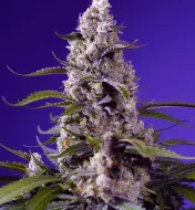 Banana Cream Cake XL Auto