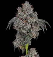 Blueberry Cherries