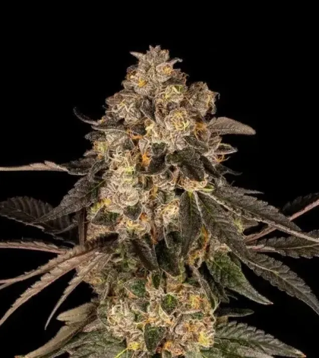 Cherry Fritter