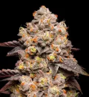 Dried Fruit