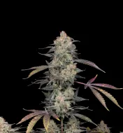 AK 47 Regular