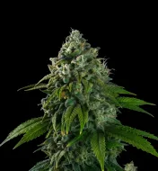 Banana Kush Auto