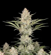 Big Bud Auto