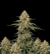 Big Bud
