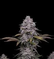 Black Domina