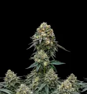 BlackBerry Auto