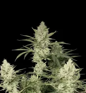 Blue Haze