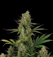 Blueberry Auto