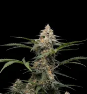 Blueberry Fast