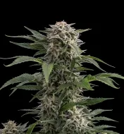 Bubba Kush Auto