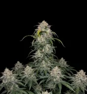 Bubba Kush