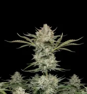 Bubblegum