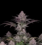 Bubblegum Regular