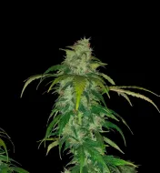 Candy Kush