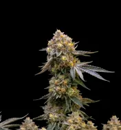Cannatonic