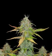 Chemdog Auto