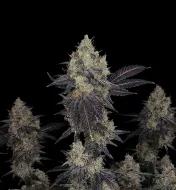 Chocolope Auto