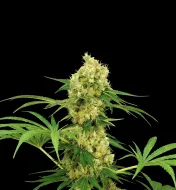 Chocolope