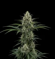 Exodus Cheese