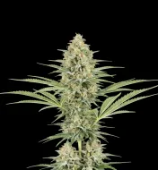 Green Crack Fast