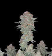 Hindu Kush