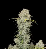 Jack Herer Auto