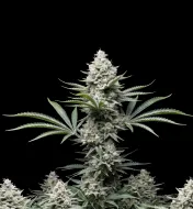 NYC Diesel