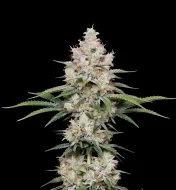 NYC Diesel Regular