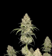 Orange Bud