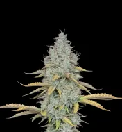 Peyote Cookies
