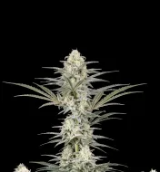 Pineapple Chunk