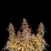 Pink Rozay Auto
