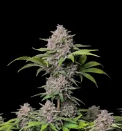 Purple Punch Auto