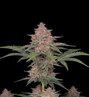 Rainbow Kush Auto