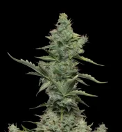 Skunk
