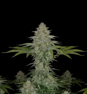 Skunk Regular